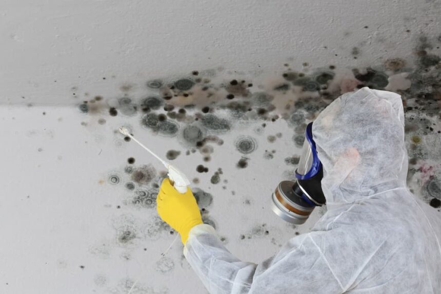 Mold Toxicity: Learn The Warning Signs