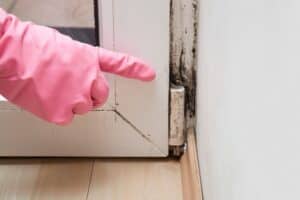 What Mold Insurance Companies Will Cover