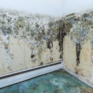 mold exposure