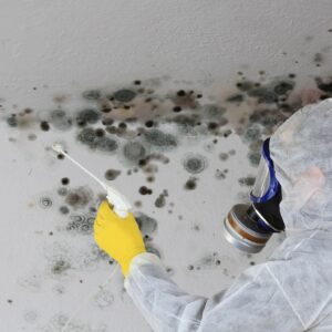 Mold Removal in Orlando