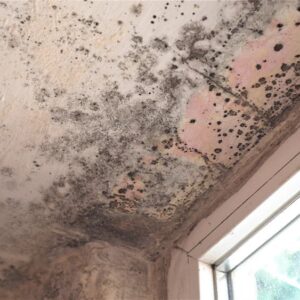 mold infestation