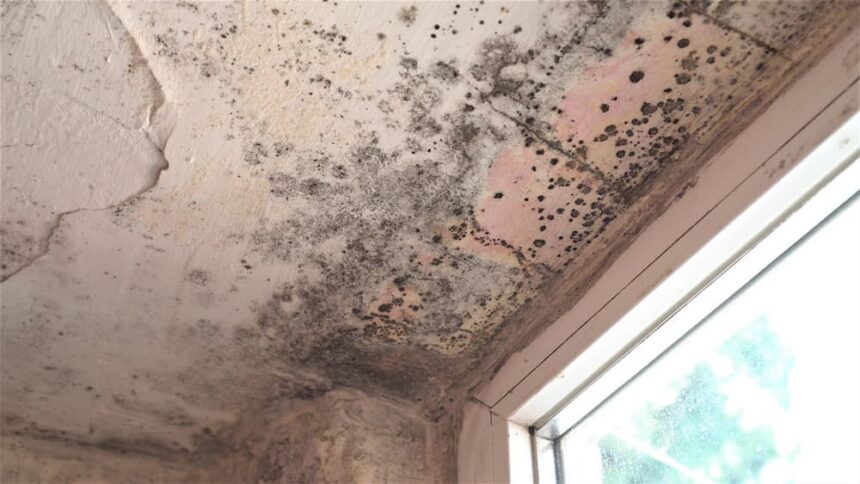 mold infestation