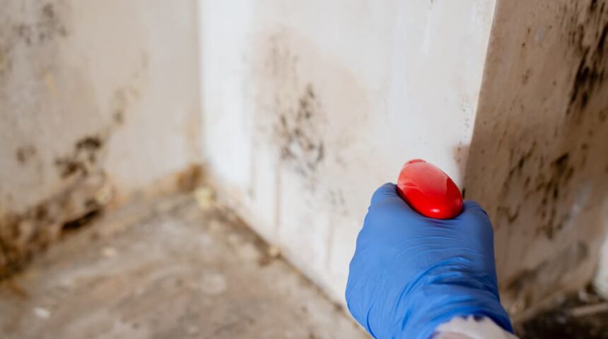 mold remediation cost mold remediation cost