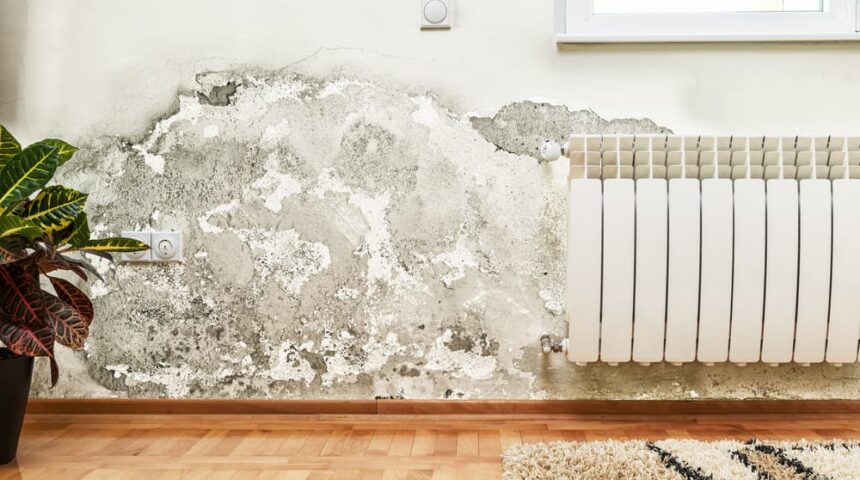 real-estate-inspections mold-damage-in-house