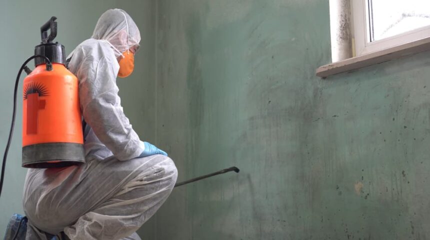 is-mold-remediation-worth-it is mold remediation worth it