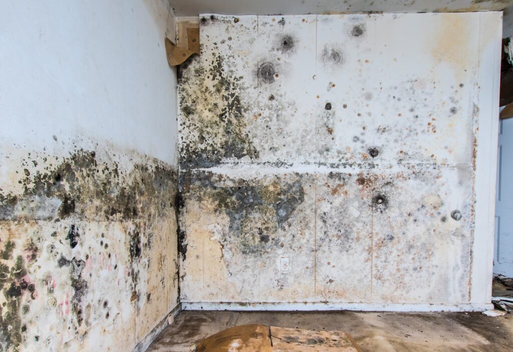 water damage mold