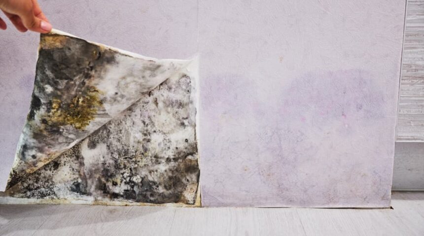 how-to-detect-mold-in-your-house how-to-detect-mold-in-your-house