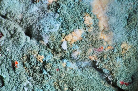 Can You Stay at Home During Mold Remediation?