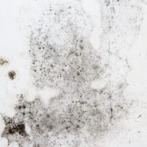 Common Mold Types