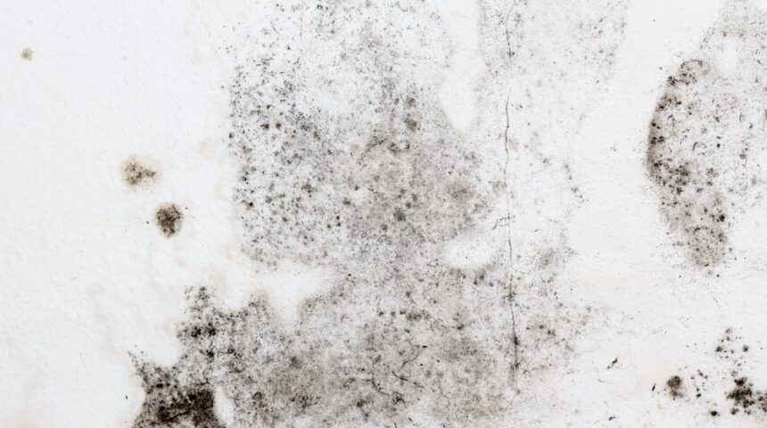 common-mold-types Common Mold Types