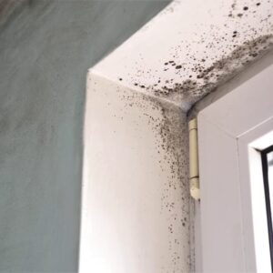 type of mold