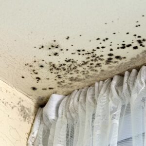 mold growth