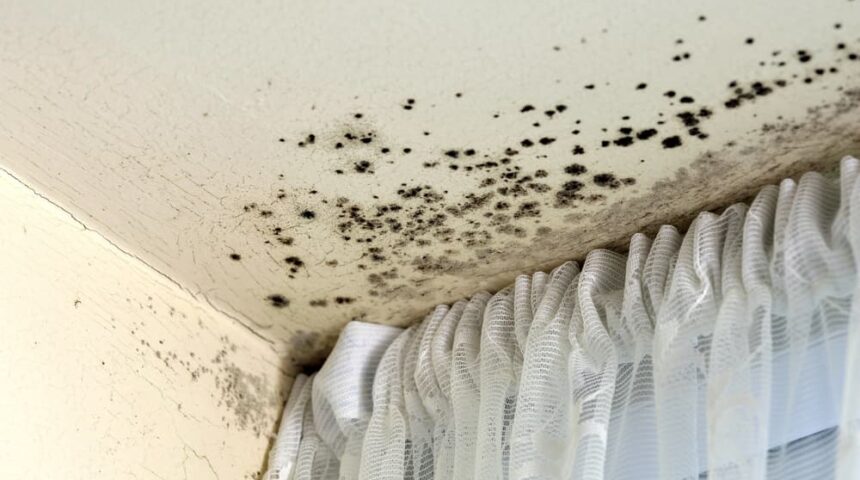 mold-growth mold growth