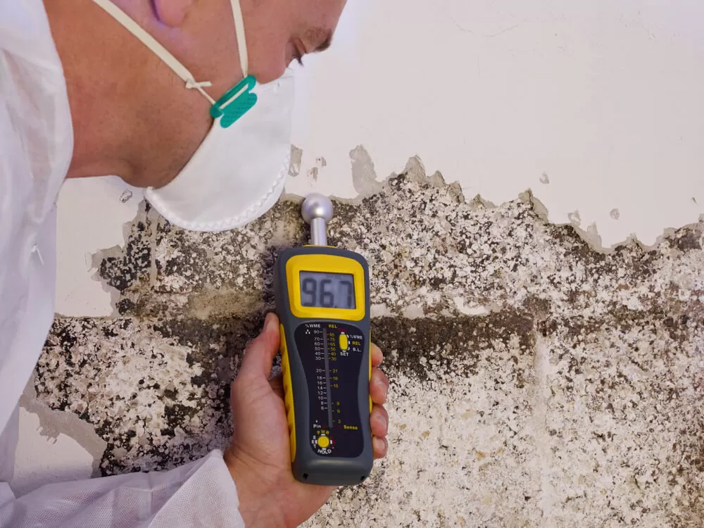 mold-inspection