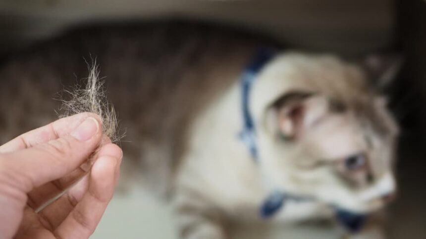 pet fur clump on owner hand