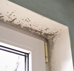 Growth,Of,Black,Mold,On,The,Walls,Inside,An,Apartment mold problems