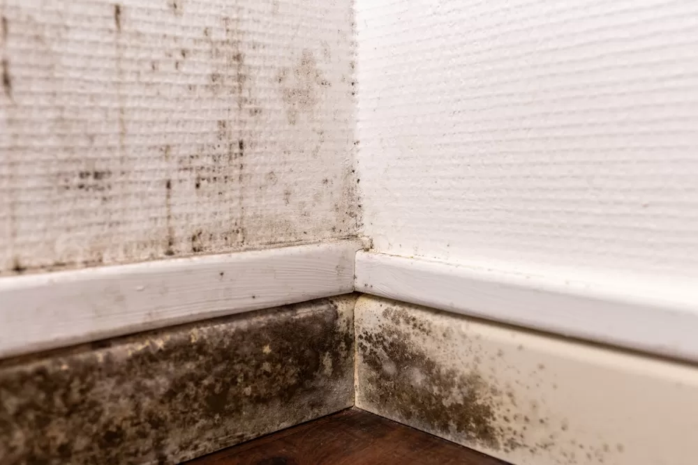 Mold assessment of an Orlando home prior to closing