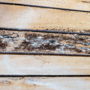 closeup of black mold on wood