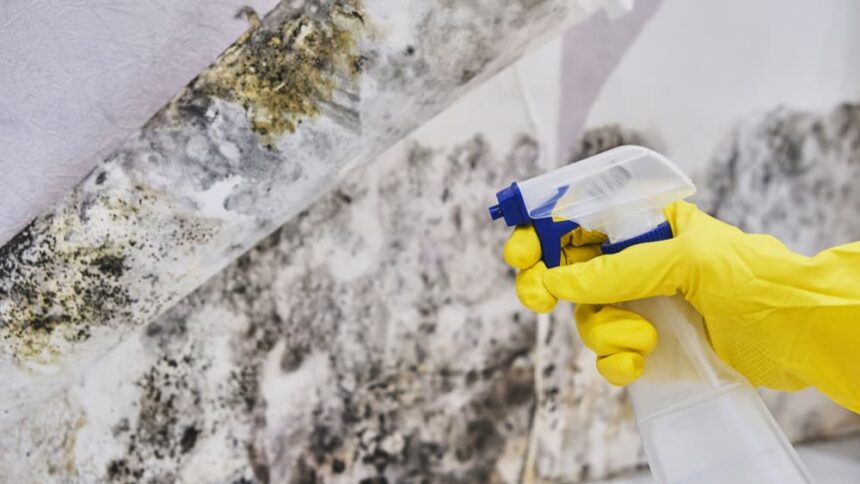 Mold Abatement vs. Mold Remediation: Understanding the Difference in Florida Homes