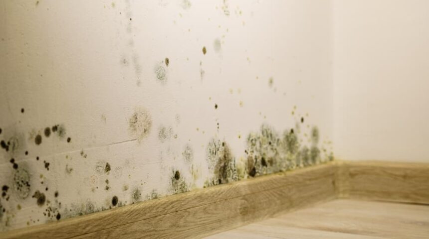 Preventing Mold Return After Abatement in Orlando’s Humid Weather