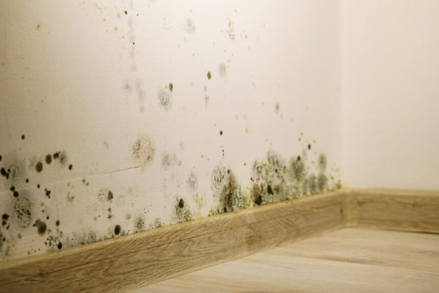 Preventing Mold Return After Abatement in Orlando’s Humid Weather