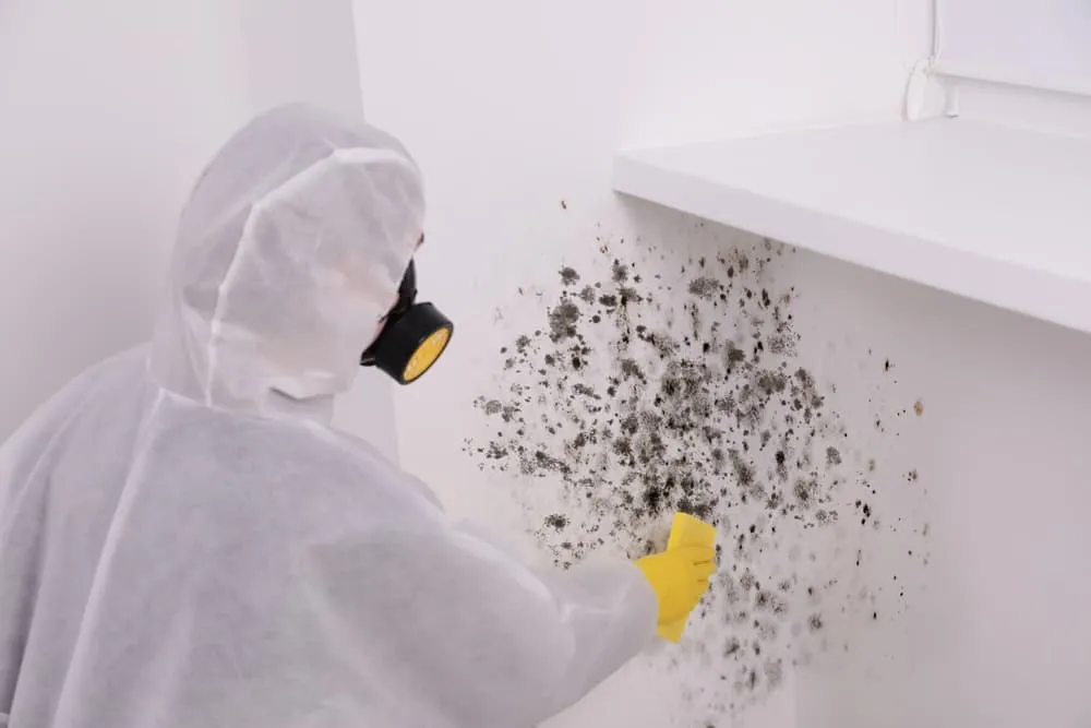 Mold remediation team ready to serve homeowners in Orlando FL